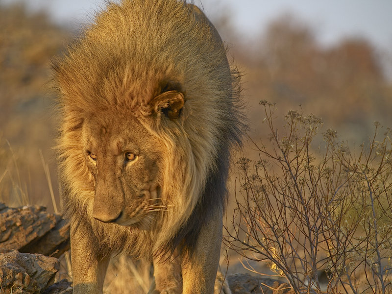 Lion, Amani Lodge